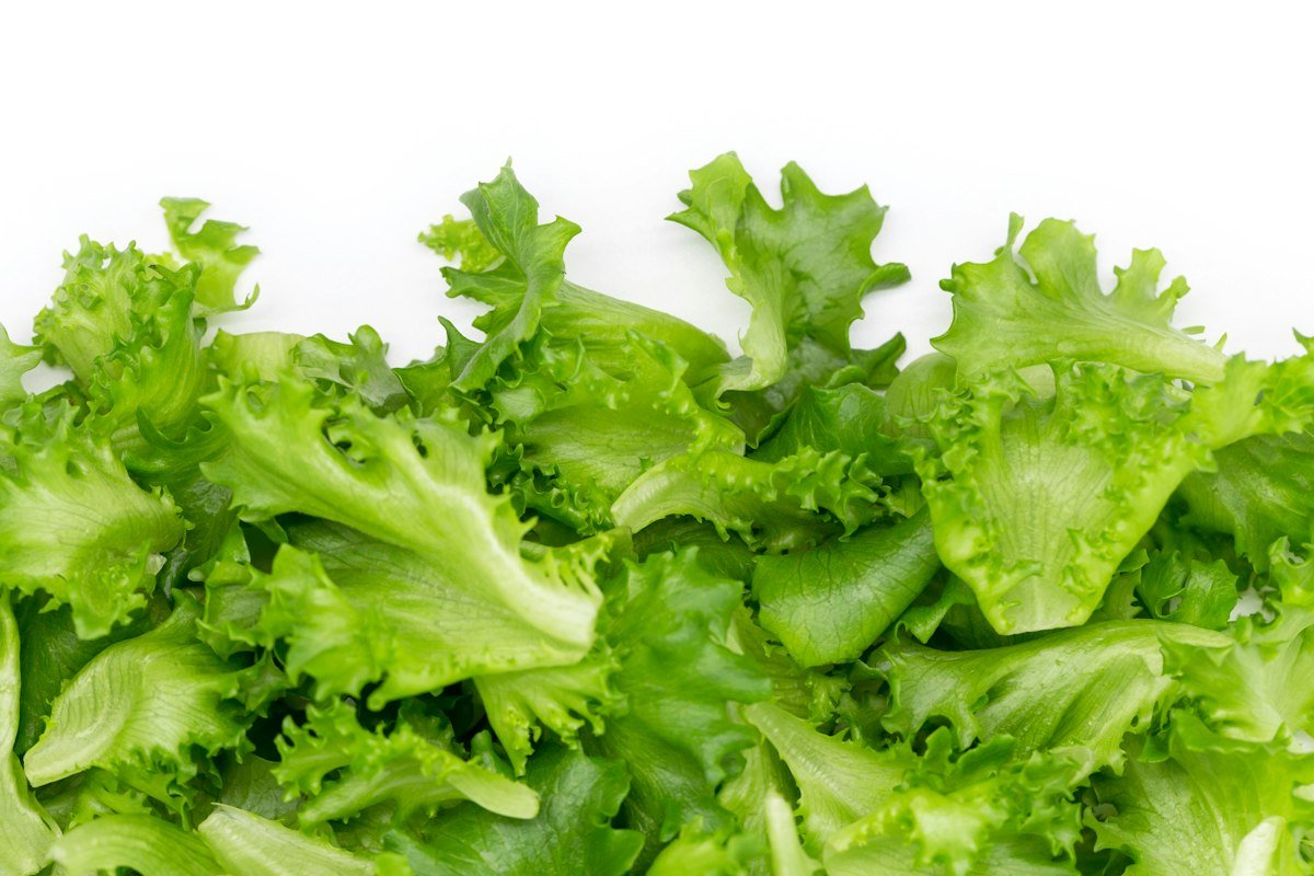 Crispy garden lettuce leaf